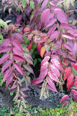 Rainbow Leucothoe (Drooping Fetterbush)- Leucothoe Fontanesiana - 1 Gallon Pot -Plant Discount Store Leucothoe Rainbow 1 1