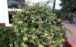 Rainbow Leucothoe (Drooping Fetterbush)- Leucothoe Fontanesiana - 1 Gallon Pot -Plant Discount Store Leucothoe Rainbow 10 1
