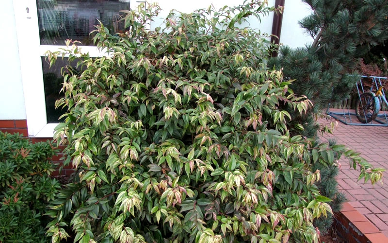Rainbow Leucothoe (Drooping Fetterbush)- Leucothoe Fontanesiana - 6 Pack Of 1 Gallon Pots 10 Rainbow Leucothoe (Drooping Fetterbush)- Leucothoe Fontanesiana - 6 Pack Of 1 Gallon Pots - Image 8
