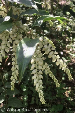 Rainbow Leucothoe (Drooping Fetterbush)- Leucothoe Fontanesiana - 1 Gallon Pot -Plant Discount Store Leucothoe Rainbow 3 1