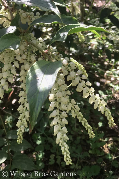 Rainbow Leucothoe (Drooping Fetterbush)- Leucothoe Fontanesiana - 6 Pack Of 1 Gallon Pots 8 Rainbow Leucothoe (Drooping Fetterbush)- Leucothoe Fontanesiana - 6 Pack Of 1 Gallon Pots - Image 6
