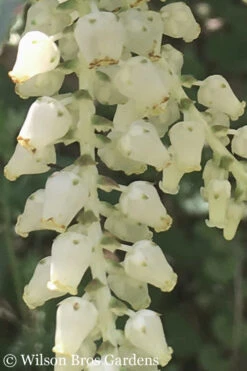 Rainbow Leucothoe (Drooping Fetterbush)- Leucothoe Fontanesiana - 6 Pack Of 1 Gallon Pots 16 Rainbow Leucothoe (Drooping Fetterbush)- Leucothoe Fontanesiana - 6 Pack Of 1 Gallon Pots -Plant Discount Store Leucothoe Rainbow 5