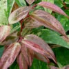 Rainbow Leucothoe (Drooping Fetterbush)- Leucothoe Fontanesiana - 1 Gallon Pot