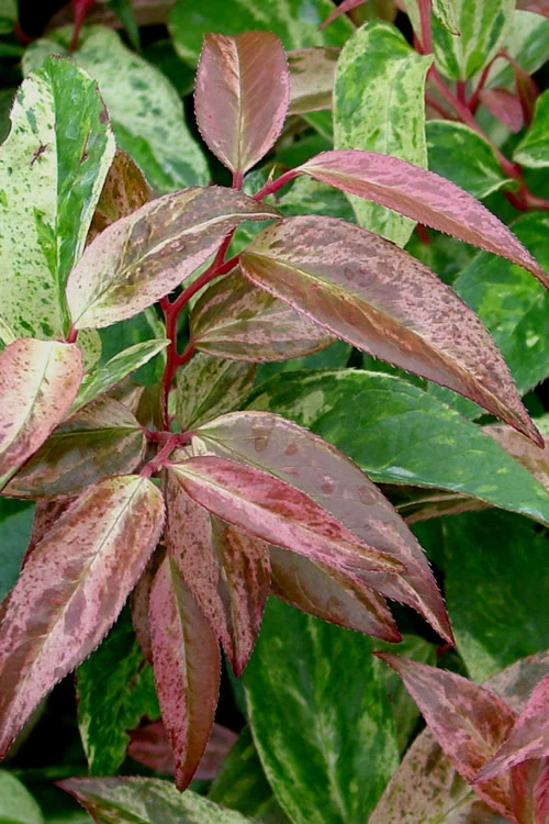 Rainbow Leucothoe (Drooping Fetterbush)- Leucothoe Fontanesiana - 6 Pack Of 1 Gallon Pots 3 Rainbow Leucothoe (Drooping Fetterbush)- Leucothoe Fontanesiana - 6 Pack Of 1 Gallon Pots