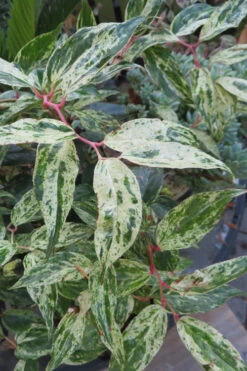 Rainbow Leucothoe (Drooping Fetterbush)- Leucothoe Fontanesiana - 6 Pack Of 1 Gallon Pots 13 Rainbow Leucothoe (Drooping Fetterbush)- Leucothoe Fontanesiana - 6 Pack Of 1 Gallon Pots -Plant Discount Store Leucothoe Rainbow 7