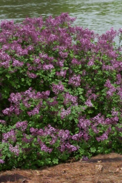 Bloomerang Dark Purple Lilac - 3 Gallon Pot 12 Bloomerang Dark Purple Lilac - 3 Gallon Pot -Plant Discount Store Lilac Bloomerang Dark Purple 11