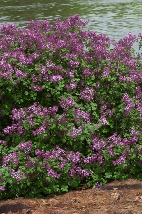 Bloomerang Dark Purple Lilac - 3 Gallon Pot 7 Bloomerang Dark Purple Lilac - 3 Gallon Pot - Image 5