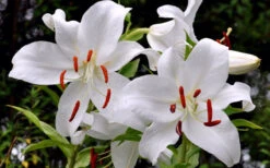Casablanca Oriental Lily - 1 Gallon Pot 14 Casablanca Oriental Lily - 1 Gallon Pot -Plant Discount Store Lilium Casablanca 2