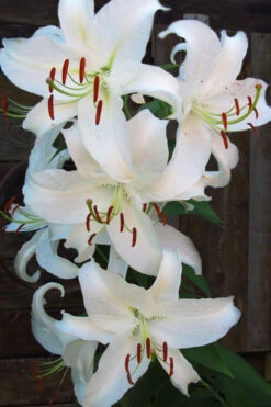 Casablanca Oriental Lily - 1 Gallon Pot 17 Casablanca Oriental Lily - 1 Gallon Pot -Plant Discount Store Lilium Casablanca 5