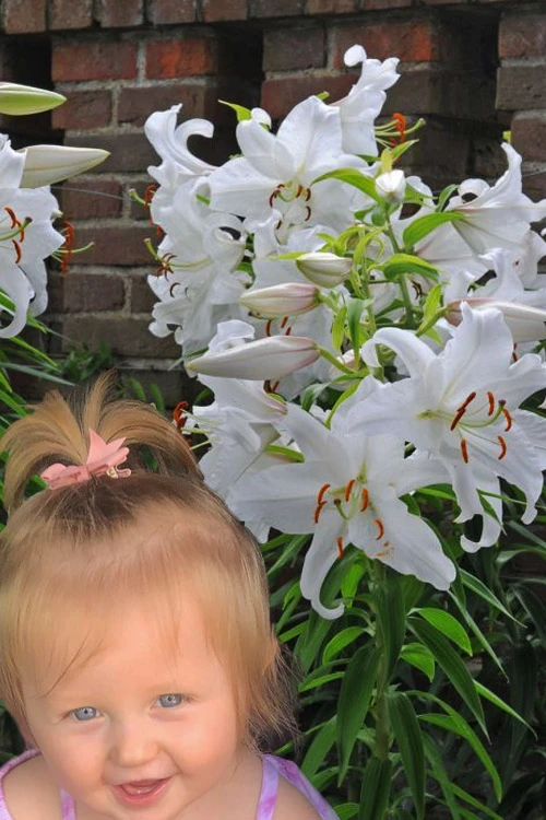 Casablanca Oriental Lily - 1 Gallon Pot 8 Casablanca Oriental Lily - 1 Gallon Pot - Image 6