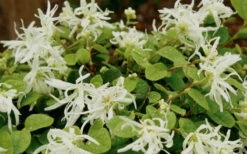 Emerald Snow Loropetalum (Chinese Fringeflower) - 1 Gallon Pot 19 Emerald Snow Loropetalum (Chinese Fringeflower) - 1 Gallon Pot -Plant Discount Store Loropetalum Emerald Snow 1