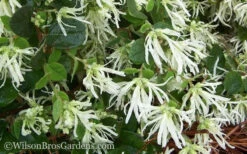 Emerald Snow Loropetalum (Chinese Fringeflower) - 1 Gallon Pot 15 Emerald Snow Loropetalum (Chinese Fringeflower) - 1 Gallon Pot -Plant Discount Store Loropetalum Emerald Snow 51