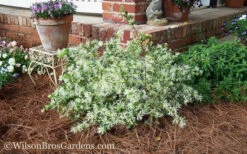 Emerald Snow Loropetalum (Chinese Fringeflower) - 1 Gallon Pot 16 Emerald Snow Loropetalum (Chinese Fringeflower) - 1 Gallon Pot -Plant Discount Store Loropetalum Emerald Snow 53