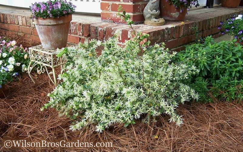 Emerald Snow Loropetalum (Chinese Fringeflower) - 1 Gallon Pot 8 Emerald Snow Loropetalum (Chinese Fringeflower) - 1 Gallon Pot - Image 6