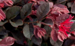 Purple Daydream Dwarf Loropetalum - 3 Gallon Pot -Plant Discount Store Loropetalum Purple Daydream 2