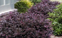 Purple Daydream Dwarf Loropetalum - 3 Gallon Pot -Plant Discount Store Loropetalum Purple Daydream 20