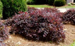 Purple Daydream Dwarf Loropetalum - 3 Gallon Pot -Plant Discount Store Loropetalum Purple Daydream 4