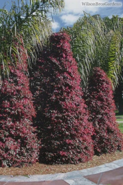 Zhuzhou Loropetalum (Chinese Fringeflower) - 3 Gallon Pot -Plant Discount Store Loropetalum ZhuZhou 22