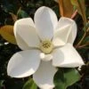 Kay Parris Southern Magnolia - 7 Gallon Pot (3-4') 2 Kay Parris Southern Magnolia - 7 Gallon Pot (3-4') -Plant Discount Store Magnolia Kay Parris 1