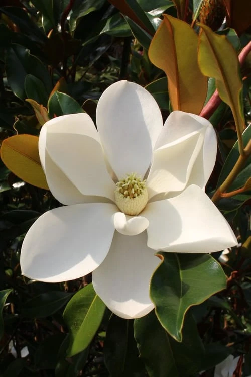 Kay Parris Southern Magnolia - 7 Gallon Pot (3-4') 3 Kay Parris Southern Magnolia - 7 Gallon Pot (3-4')