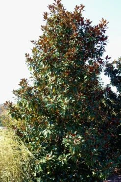 Kay Parris Southern Magnolia - 7 Gallon Pot (3-4') 19 Kay Parris Southern Magnolia - 7 Gallon Pot (3-4') -Plant Discount Store Magnolia Kay Parris 2