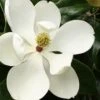 Little Gem Dwarf Southern Magnolia - 3 Gallon Pot (2.5-3.5') 1 Little Gem Dwarf Southern Magnolia - 3 Gallon Pot (2.5-3.5') -Plant Discount Store Magnolia Little Gem 15 1