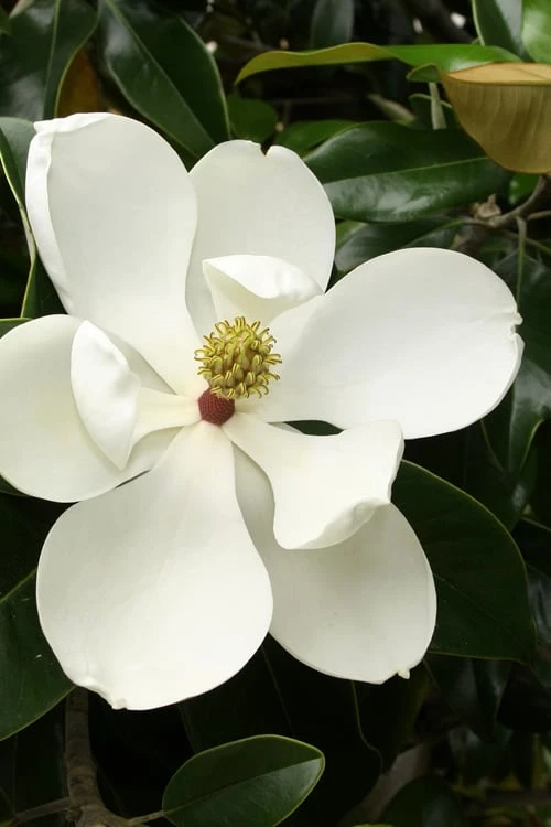 Little Gem Dwarf Southern Magnolia - 3 Gallon Pot (2.5-3.5') 3 Little Gem Dwarf Southern Magnolia - 3 Gallon Pot (2.5-3.5')