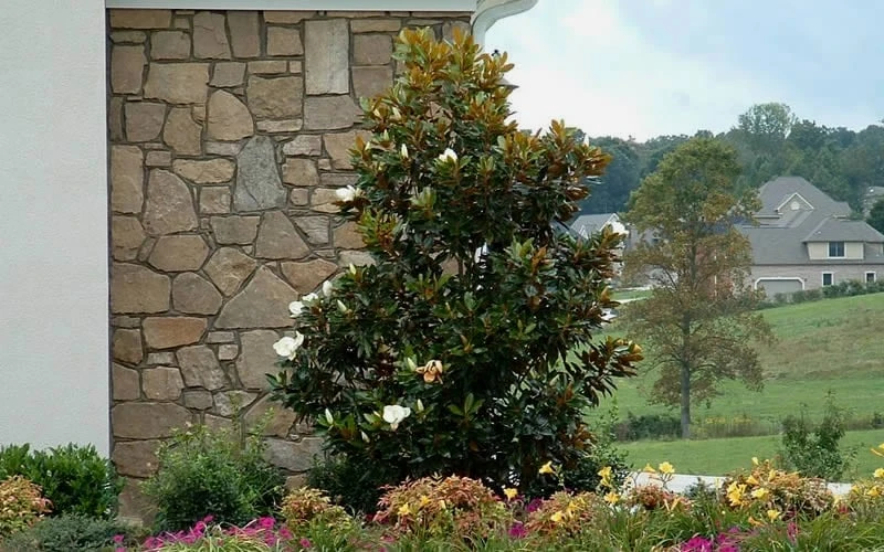 Little Gem Dwarf Southern Magnolia - 3 Gallon Pot (2.5-3.5') 9 Little Gem Dwarf Southern Magnolia - 3 Gallon Pot (2.5-3.5') - Image 7