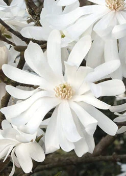 Royal Star Magnolia - 3 Gallon Pot -Plant Discount Store Magnolia Royal Star 10
