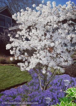 Royal Star Magnolia - 3 Gallon Pot -Plant Discount Store Magnolia Royal Star 12