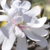 Royal Star Magnolia - 3 Gallon Pot 1 Royal Star Magnolia - 3 Gallon Pot -Plant Discount Store Magnolia Royal Star 13