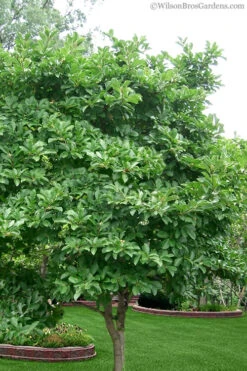 Royal Star Magnolia - 3 Gallon Pot -Plant Discount Store Magnolia Stellata 1