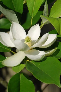 Southern Sweet Bay Swamp Magnolia (M.v. Australis) - 7 Gallon Pot (4-5') -Plant Discount Store Magnolia Sweet Bay 10