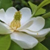 Southern Sweet Bay Swamp Magnolia (M.v. Australis) - 7 Gallon Pot (4-5') -Plant Discount Store Magnolia Sweet Bay 101