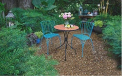 Soft Caress Mahonia - 1 Gallon Pot 11 Soft Caress Mahonia - 1 Gallon Pot -Plant Discount Store Mahonia Soft Caress 13