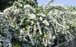 Mock Orange - Philadelphus X Virginalis - 3 Gallon Pot 12 Mock Orange - Philadelphus X Virginalis - 3 Gallon Pot -Plant Discount Store Mock Orange Natchez 1