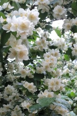 Mock Orange - Philadelphus X Virginalis - 3 Gallon Pot 15 Mock Orange - Philadelphus X Virginalis - 3 Gallon Pot -Plant Discount Store Mock Orange Philadelphus 10