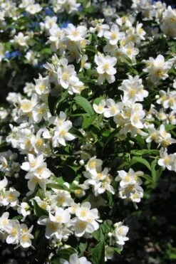 Mock Orange - Philadelphus X Virginalis - 3 Gallon Pot 14 Mock Orange - Philadelphus X Virginalis - 3 Gallon Pot -Plant Discount Store Mock Orange Philadelphus 8