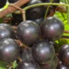 Lane Muscadine Grape Vine (Self Fertile) - 1 Gallon Pot -Plant Discount Store Muscadine Lane 500x750 1