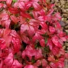 Firepower Dwarf Nandina - 1 Gallon Pot -Plant Discount Store Nandina Firepower 20 500x750 1