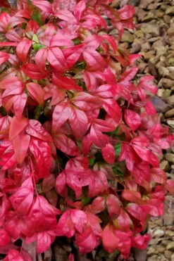 Firepower Dwarf Nandina - 1 Gallon Pot