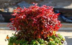 Firepower Dwarf Nandina - 1 Gallon Pot -Plant Discount Store Nandina Firepower Closeup 3