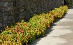 Firepower Dwarf Nandina - 1 Gallon Pot -Plant Discount Store Nandina Firepower Hedge 1