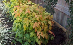 Firepower Dwarf Nandina - 1 Gallon Pot -Plant Discount Store Nandina Firepower Spring 1