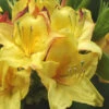 Canary Isles Aromi Azalea (Rhododendron Hybrid) - 1 Gallon Pot 2 Canary Isles Aromi Azalea (Rhododendron Hybrid) - 1 Gallon Pot -Plant Discount Store Native Azalea Canary Isles 2