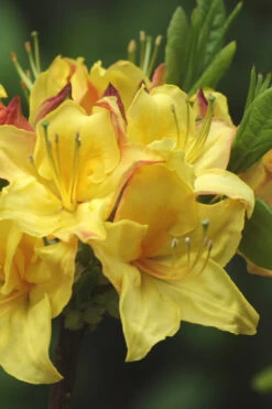 Canary Isles Aromi Azalea (Rhododendron Hybrid) - 1 Gallon Pot