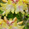 Clear Creek Aromi Azalea (Rhododendron) - 1 Gallon Pot -Plant Discount Store Native Azalea Clear Creek Aromi 20