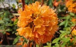 Dons Variegated Native Azalea - Rhododendron - 3 Gallon Pot -Plant Discount Store Native Azalea Dons Variegated 10 1