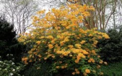 Escatawpa Florida Flame Native Azalea (Rhododendron Austrinum) - 3 Gallon Pot 11 Escatawpa Florida Flame Native Azalea (Rhododendron Austrinum) - 3 Gallon Pot -Plant Discount Store Native Azalea Escatawpa 4