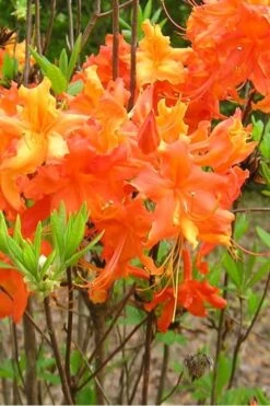 Frontier Gold Aromi Azalea (Rhododendron Hybrid) - 1 Gallon Pot 11 Frontier Gold Aromi Azalea (Rhododendron Hybrid) - 1 Gallon Pot -Plant Discount Store Native Azalea Frontier Gold 2
